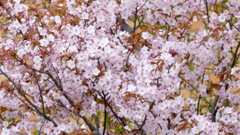 仙台屋桜