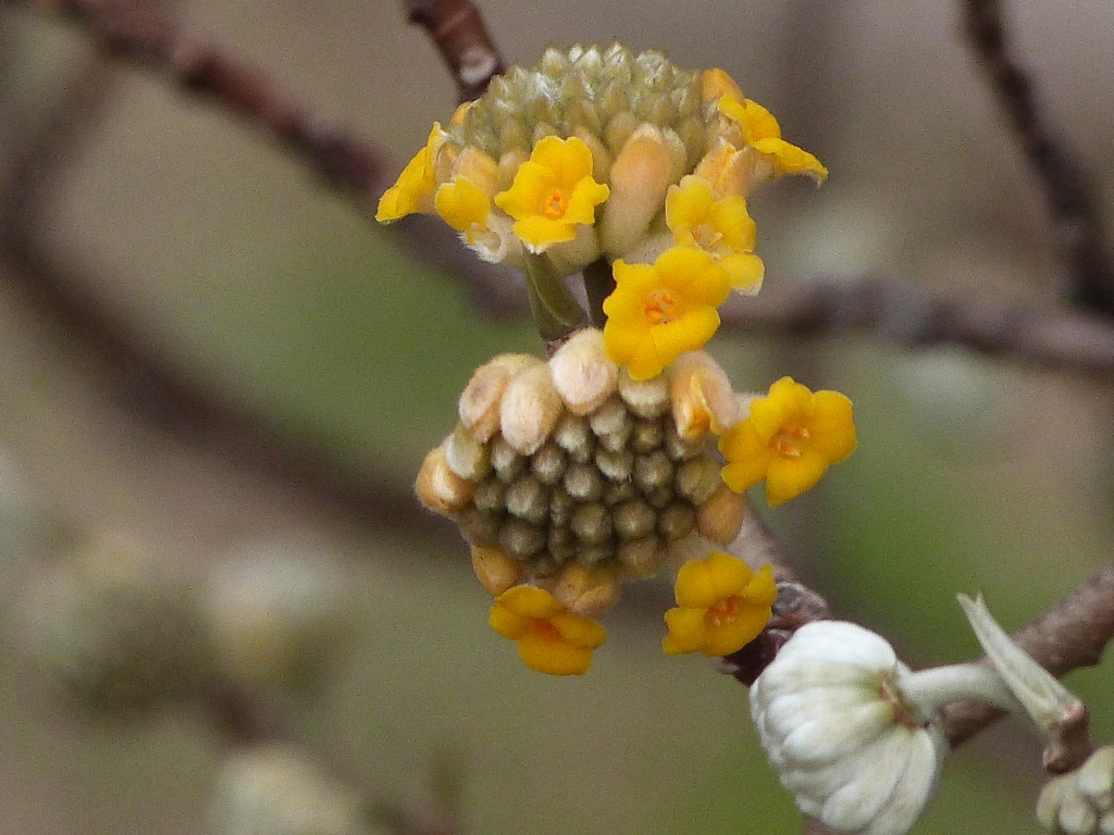 ミツマタも蕾んできた