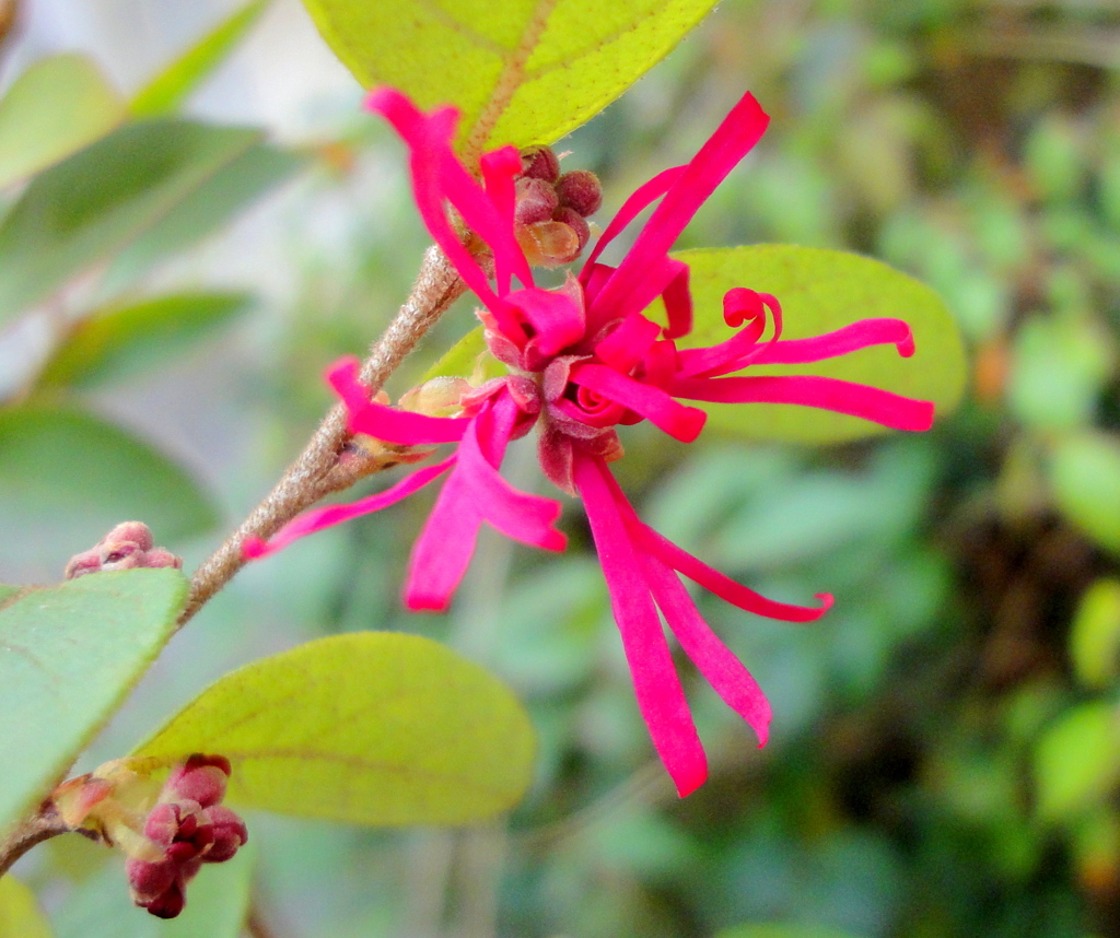紅花トキワマンサク