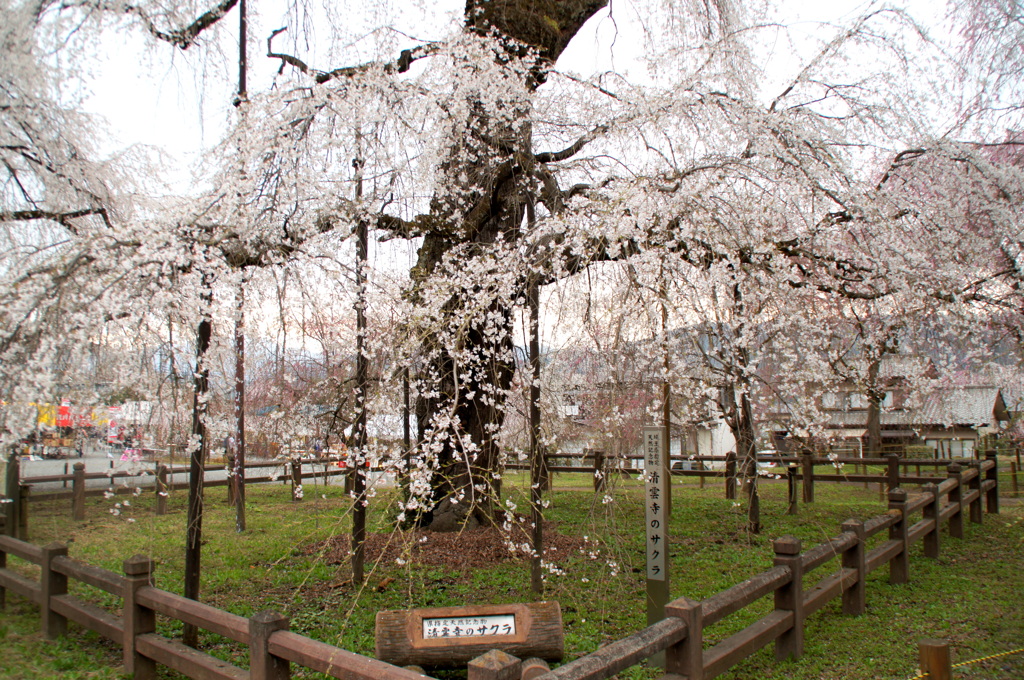 秩父青雲寺の記念樹の枝垂桜２