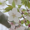 荒川堤の薄墨桜