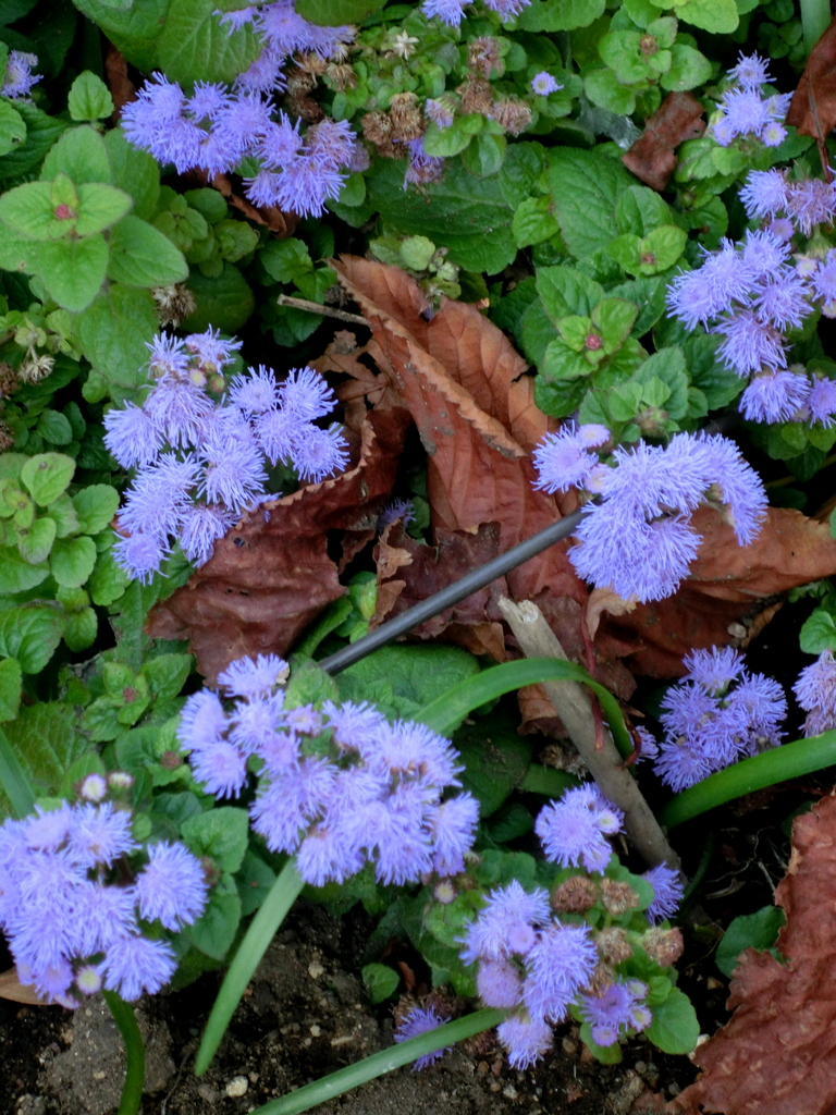 千住の墨堤通の街路のユーパトリウム
