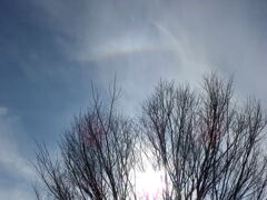 桜木ワンドの欅の上のアーク