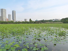 初夏の不忍池