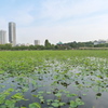 初夏の不忍池