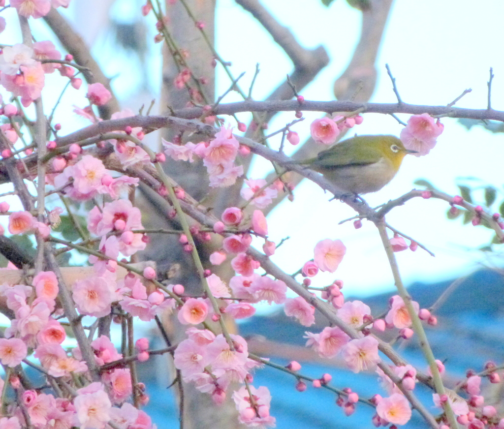 柳原千草園の紅梅と