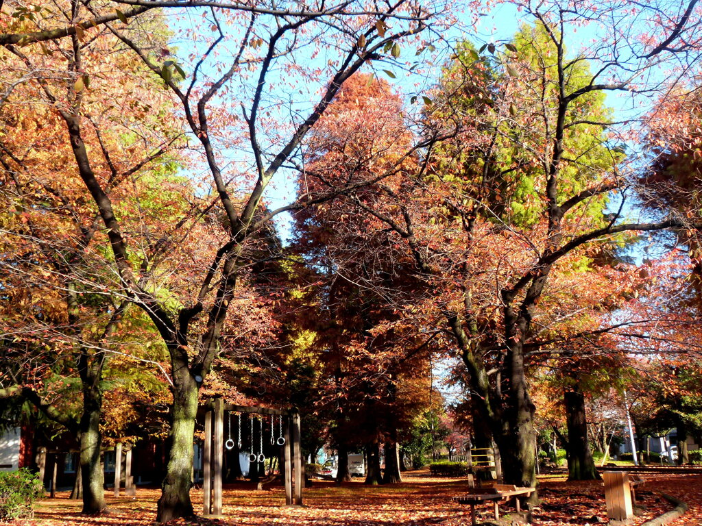 晩秋の都内の公園