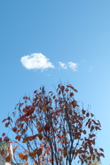 街路の天の川桜の上の白雲