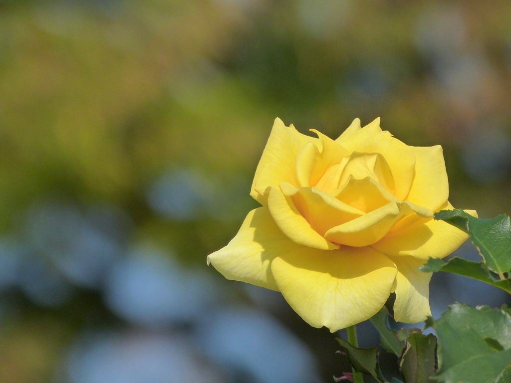 荒川自然公園の黄色の秋薔薇