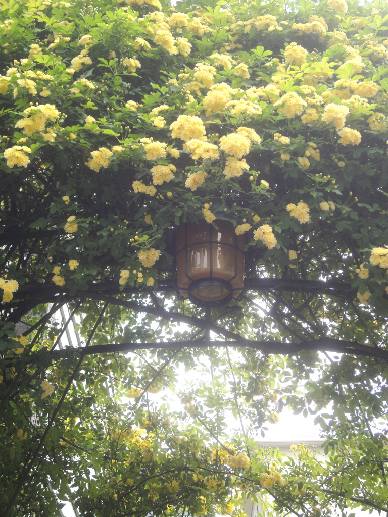 教会のモッコウバラ