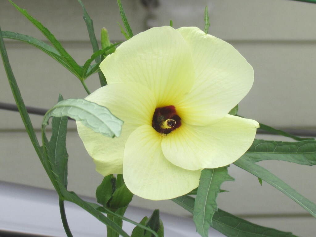 オクラの花