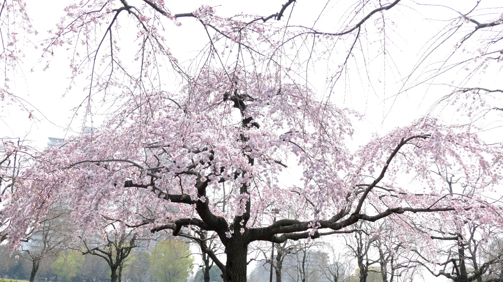 都立公園の早咲き紅枝垂桜