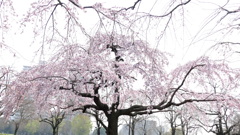 都立公園の早咲き紅枝垂桜