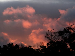 公園の森の上の夕焼