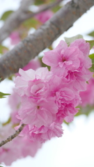 街路の里ザクラの紅豊晩期