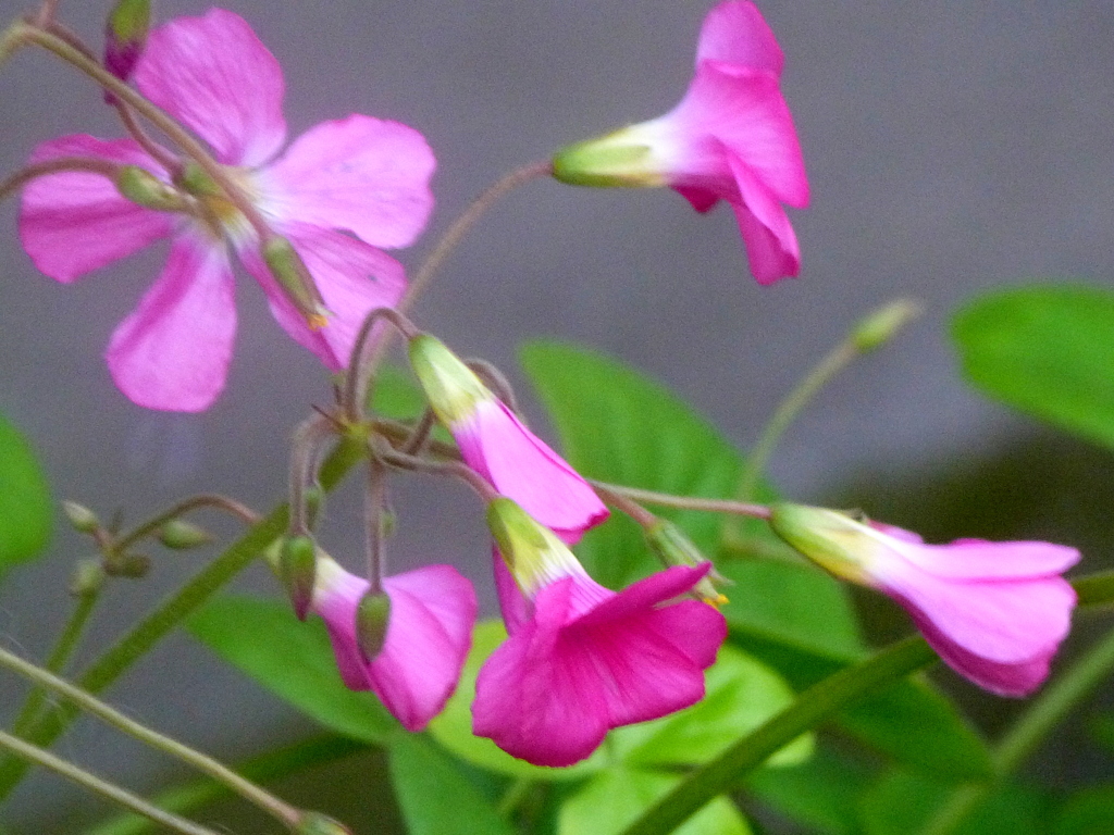 オキザリス・ボーウイー