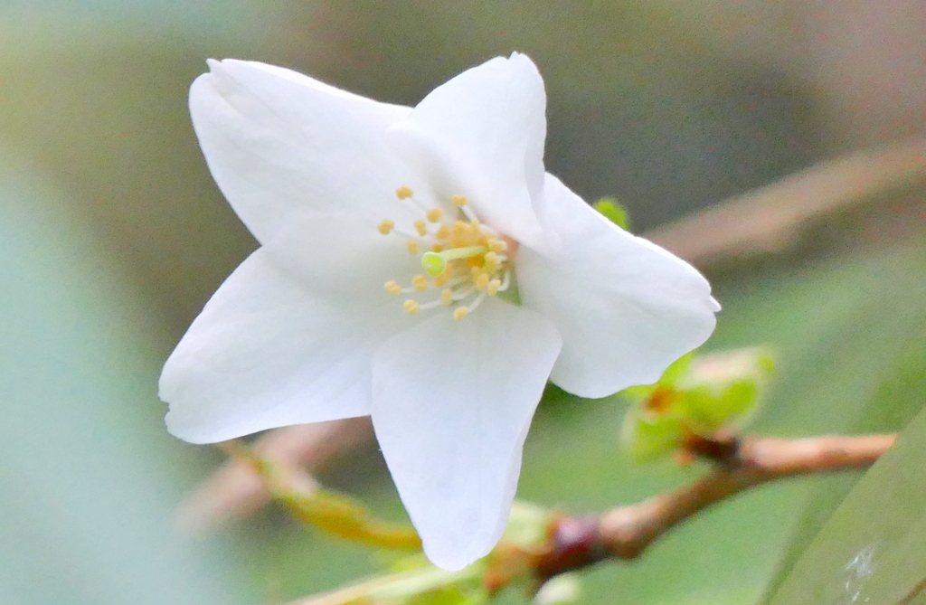 熊野桜１輪開花してました