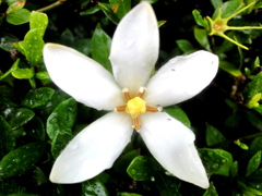 雨のクチナシの花