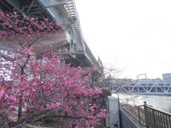 東武鉄道隅田川橋梁と雅桜