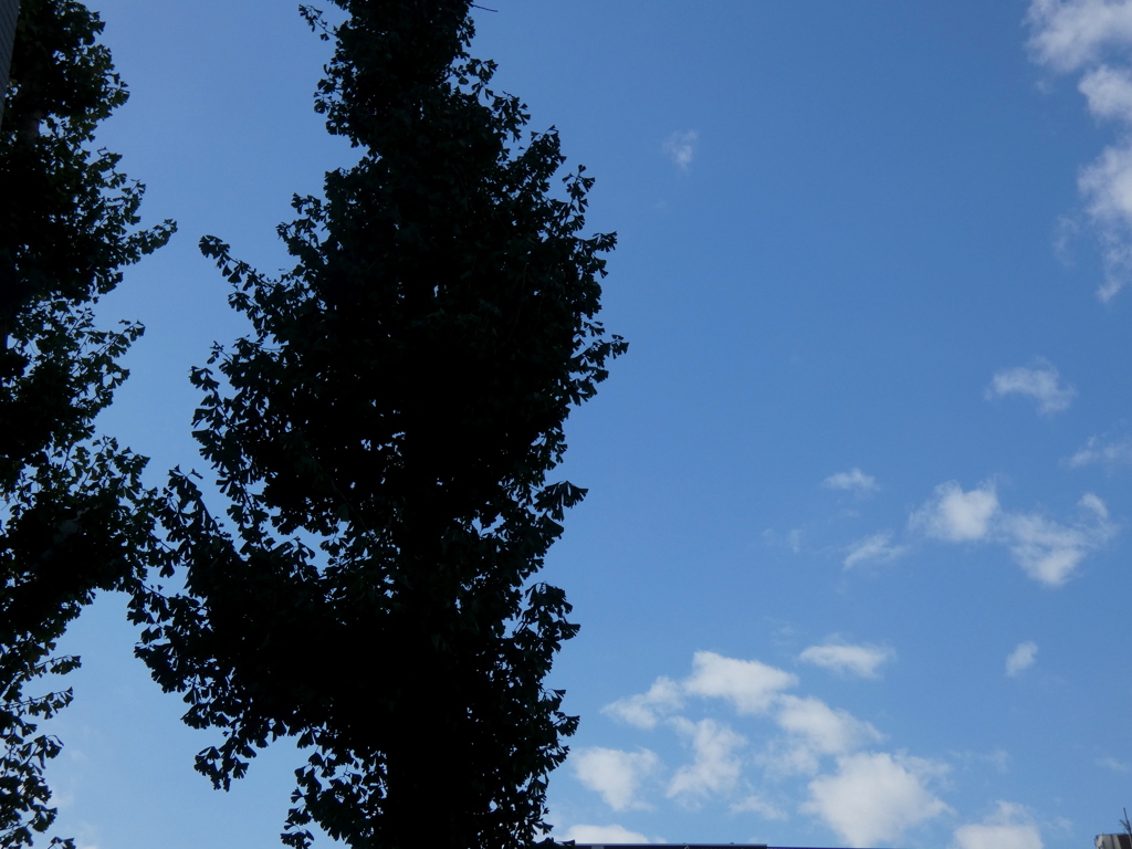 街路樹のイチョウの空