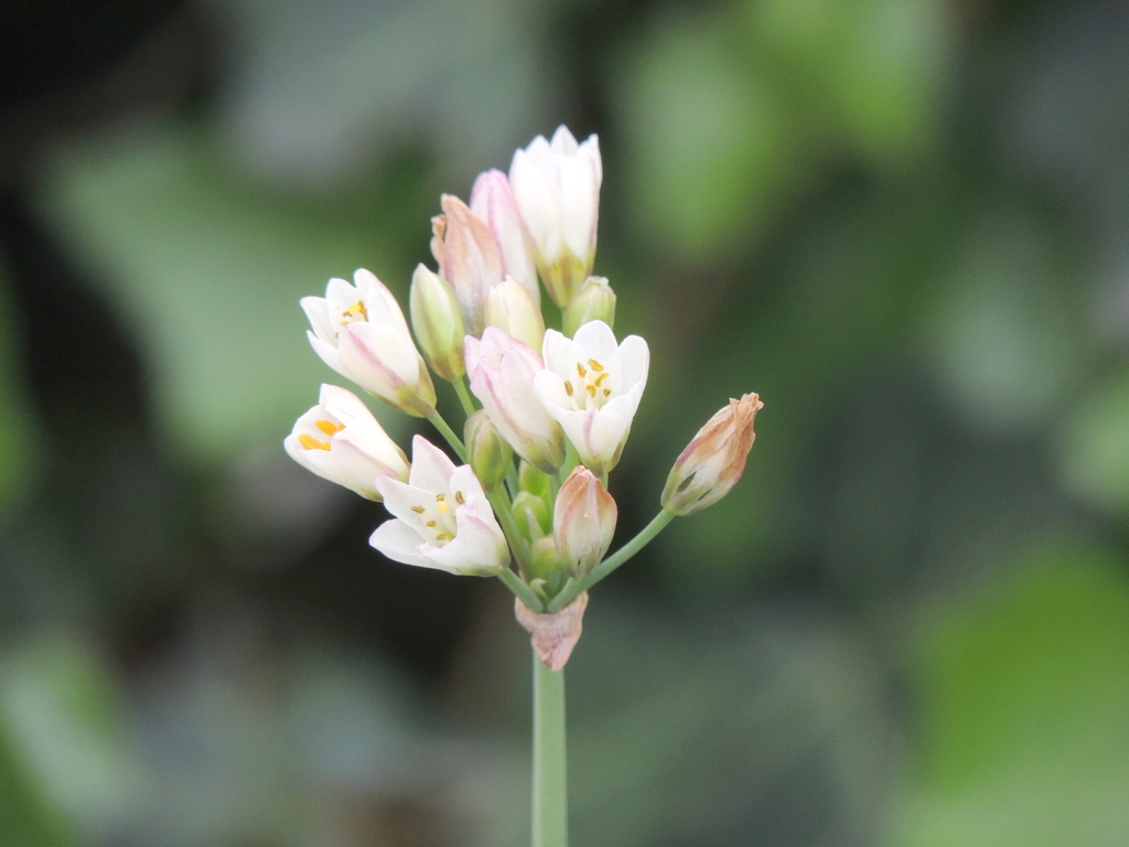 荒川区役所前の沿道の畑にらの花
