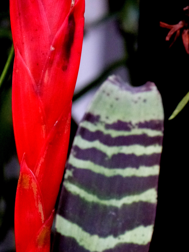 インコアナナスの葉っぱと