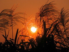 茅の中の夕日