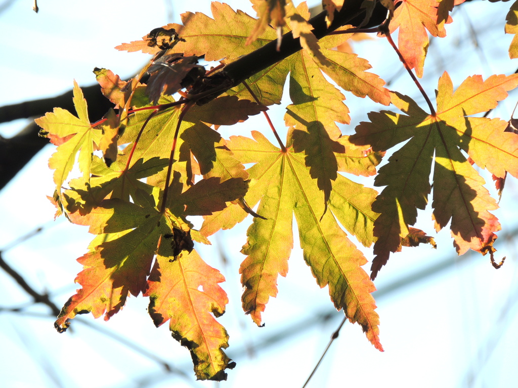 日当たりの残り紅葉