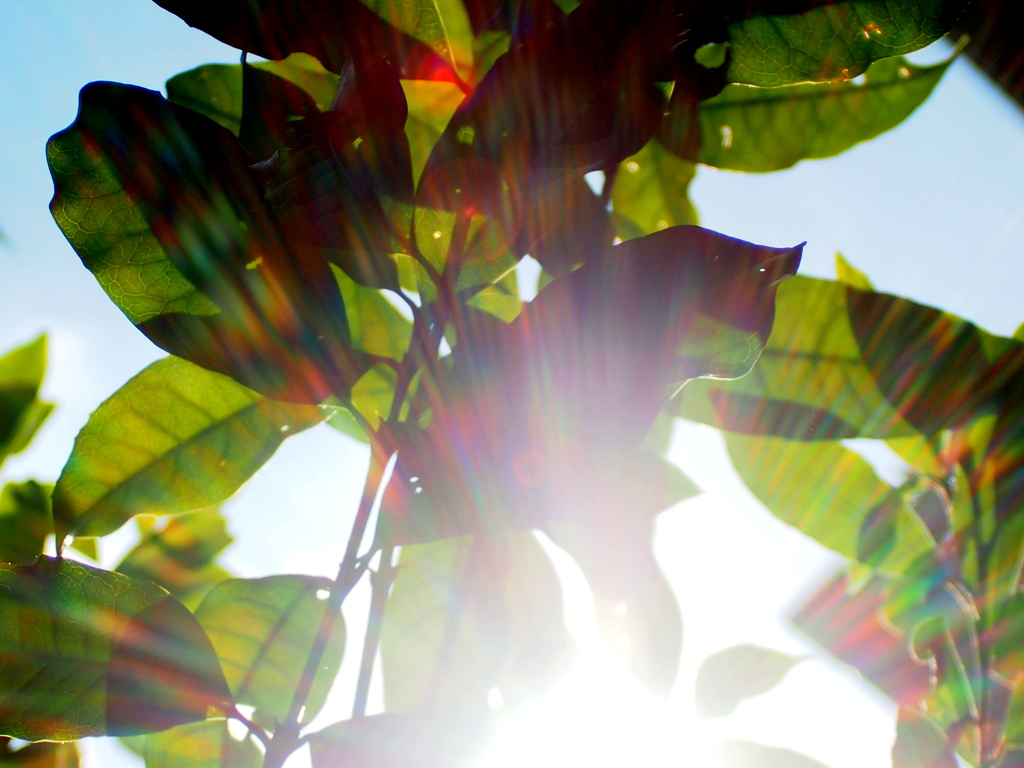 金木犀の葉のレインボー