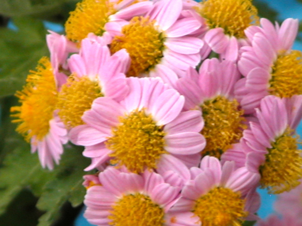 亀戸天神のピンクの小菊