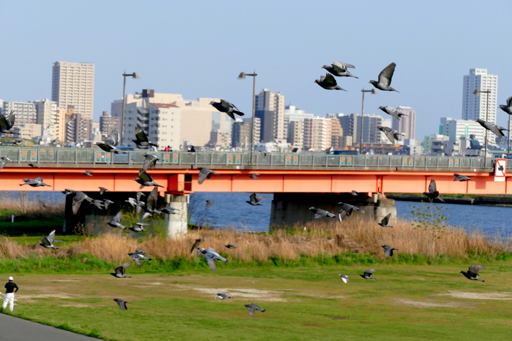 西新井橋の鳩