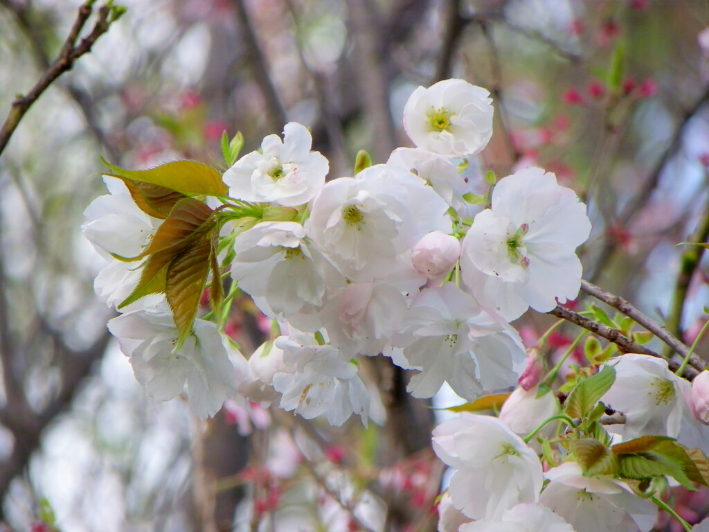 柳原千草園の白妙桜