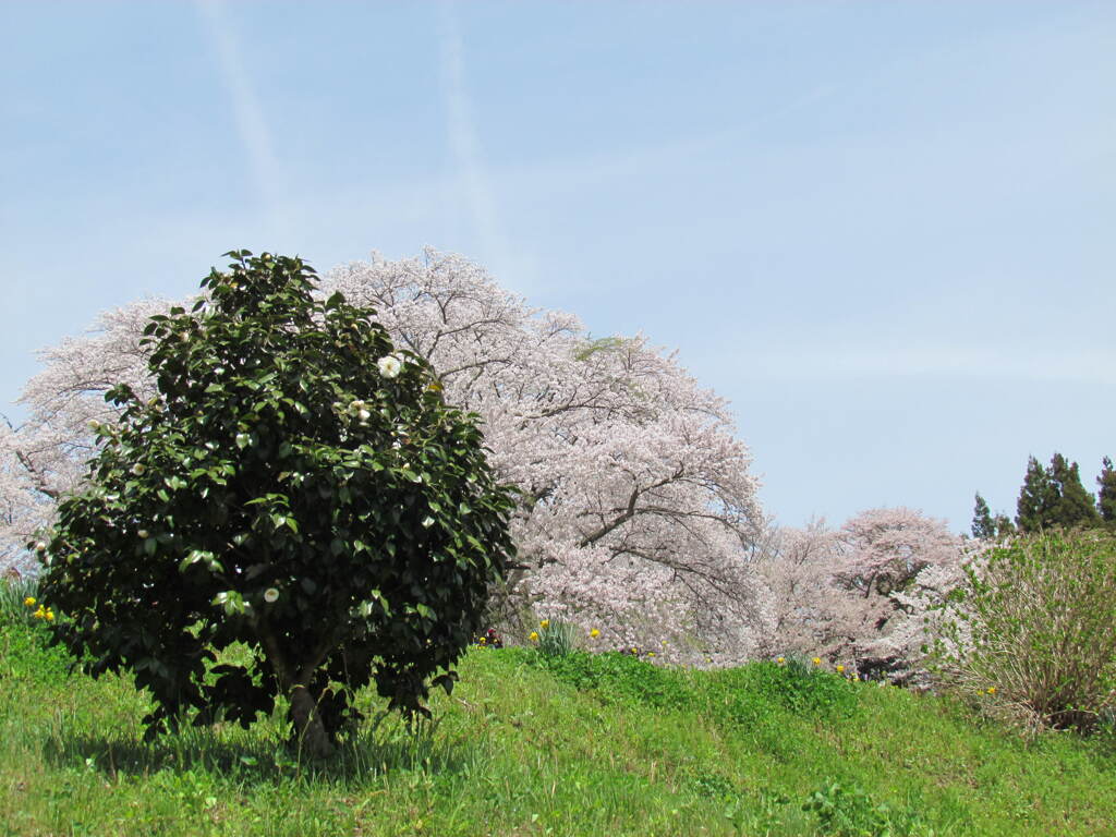 別角度の滝桜