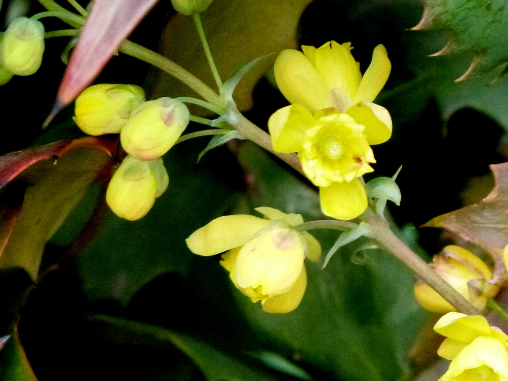 ヒイラギナンテン