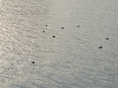 ’２３新春の隅田川の夕日映る静かな水面の睡眠中のホシハジロの群れ