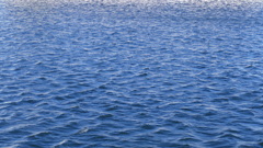 すみだがわぶるー