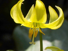 黄色いスカシユリいや、エリスロニウム（キバナカタクリ）