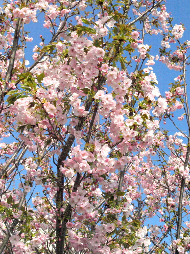 港北土手の朱雀桜
