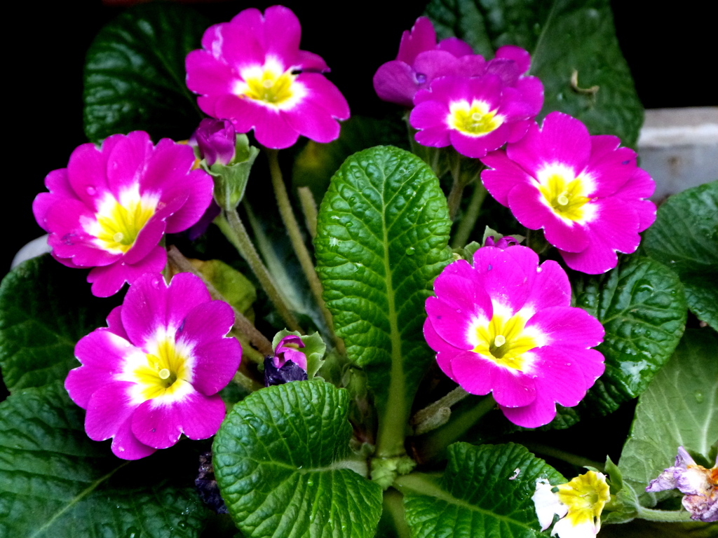 プリムラ・ジュリアン