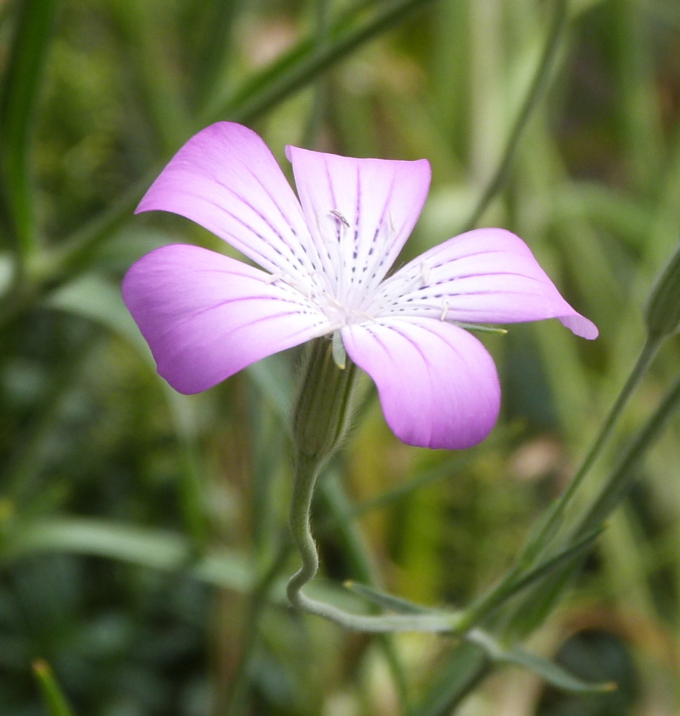 豆田のアグロステンマ（ムギナデシコ）