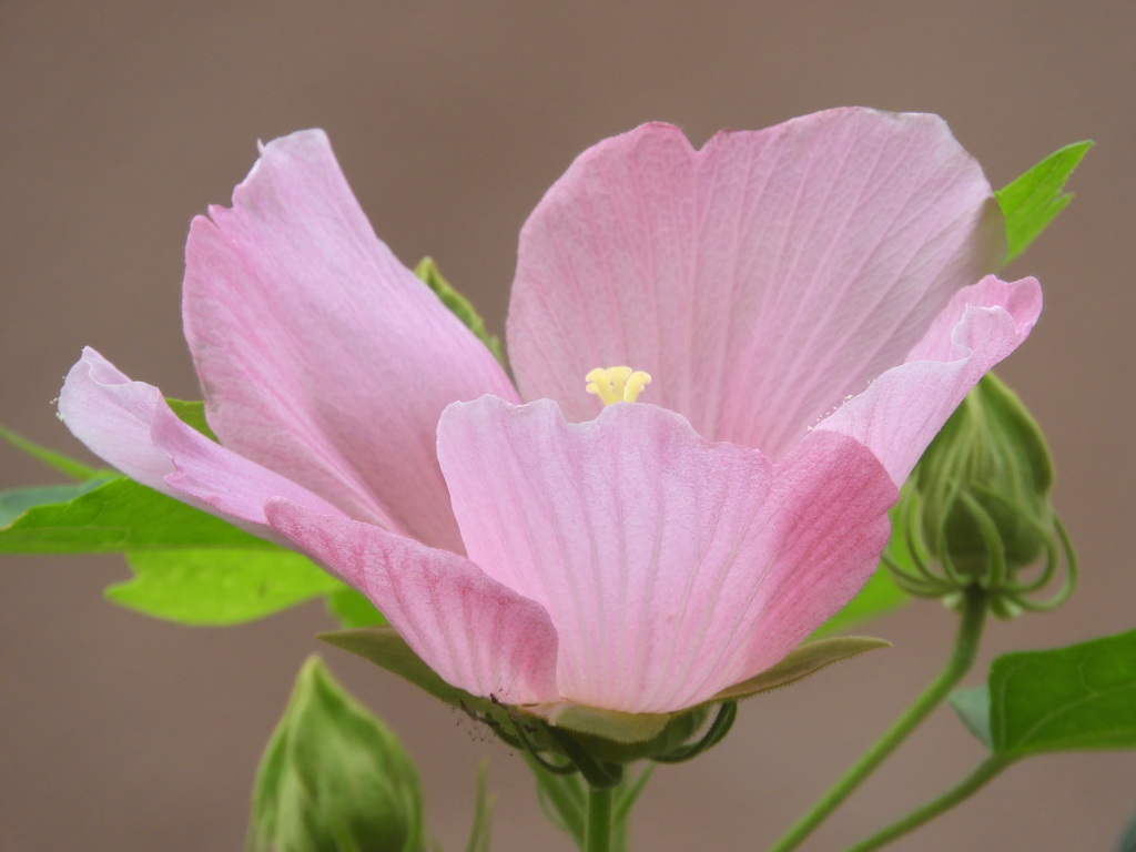 芙蓉