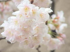 冷たい雨に満開のオオカンザクラ