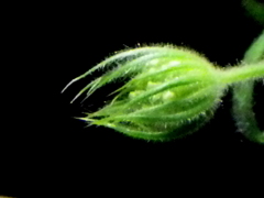 室内のブルーレース花蕾と産毛