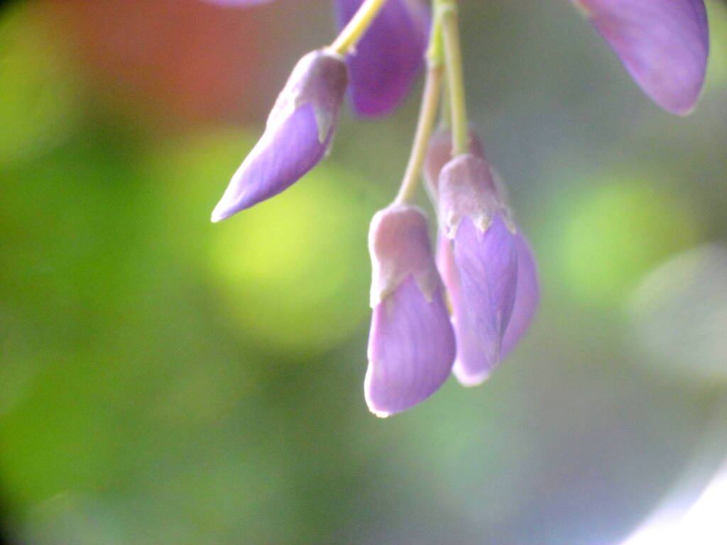 自宅の藤の蕾