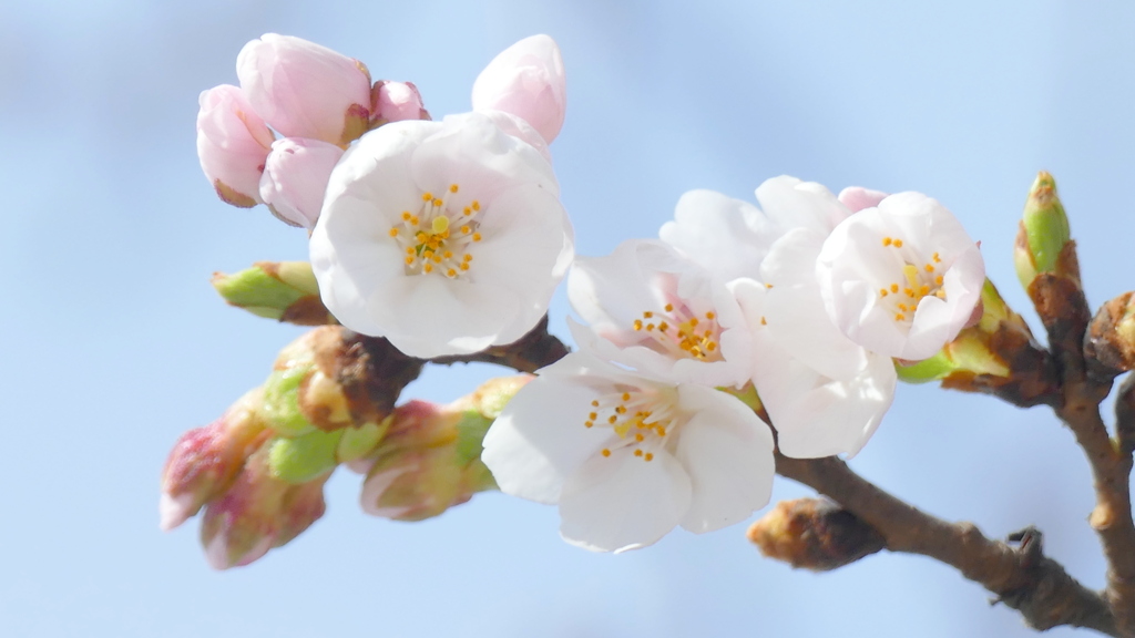 神社の山桜咲きだした