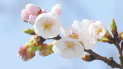 神社の山桜咲きだした