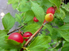 雨の街路の庭梅の実