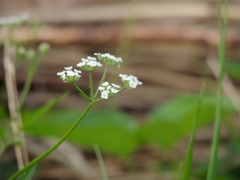 純白のやぶじらみ