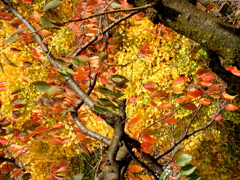 千住桜木のソメイヨシノと稲荷のイチョウ