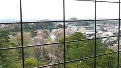 天守閣から岡崎城公園の桜